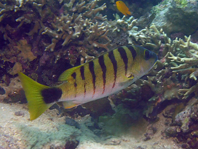 Lutjanus semicinctus